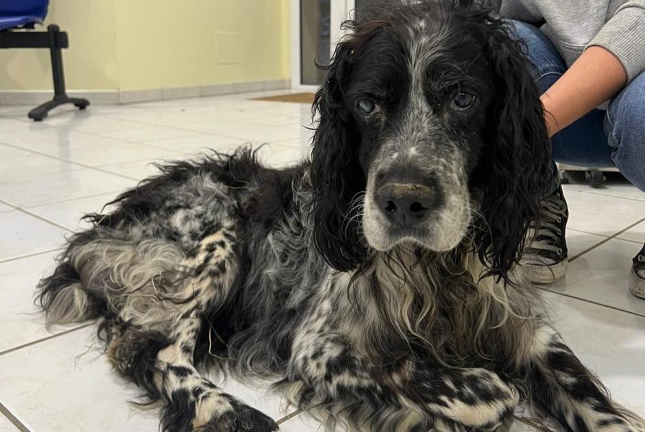 Fundmeldung Hund Männliche Laffite-Toupière Frankreich