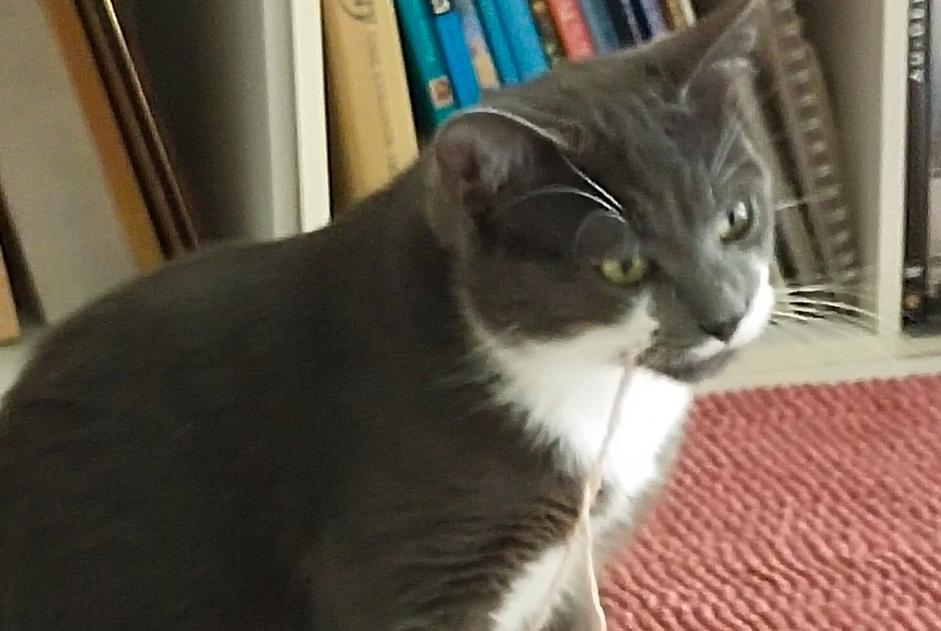 Vermisstmeldung Katze  Männliche , 0 jahre Fonbeauzard Frankreich