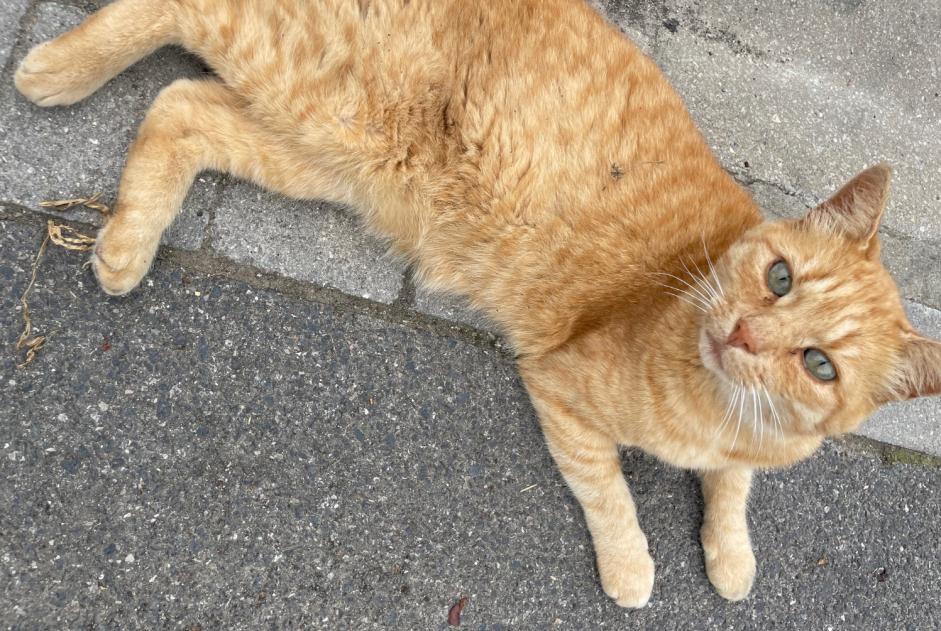 Vermisstmeldung Katze Männliche , 8 jahre Busnes Frankreich