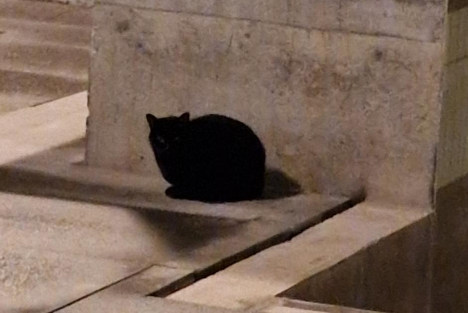 Discovery alert Cat  Unknown Rennes France