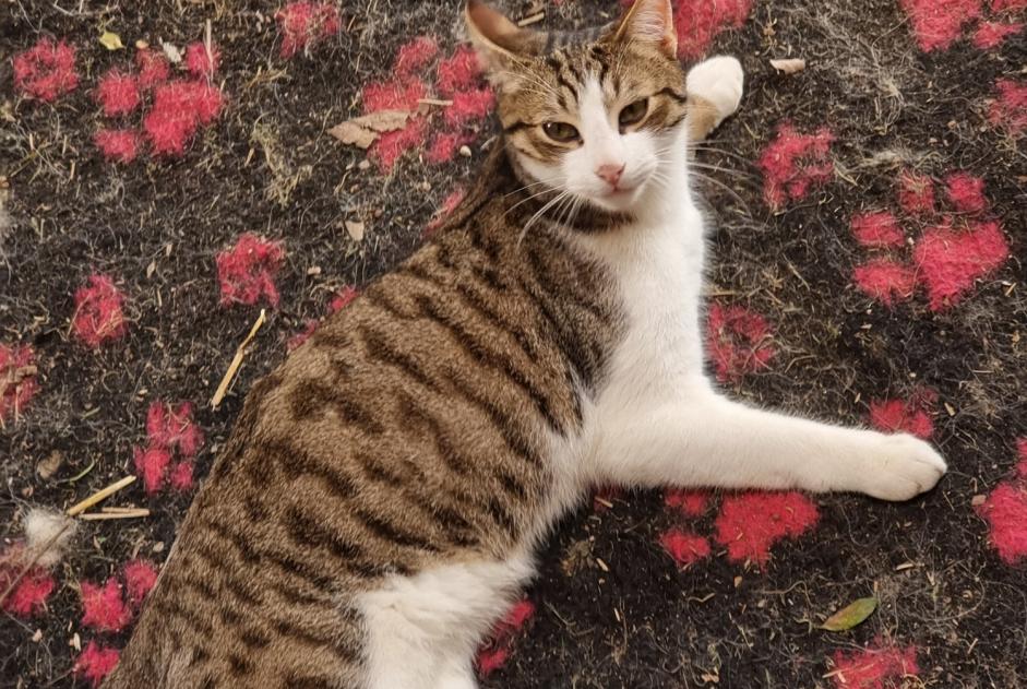 Disappearance alert Cat Male , 1 years Cazaubon France