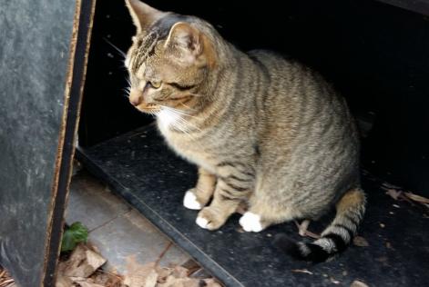 Alerta de Desaparición Gato Européen Macho , 9 años Mennecy Francia