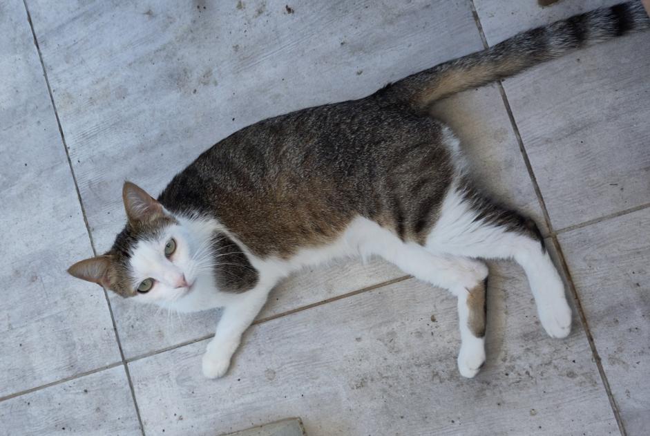 Alerta de Desaparición Gato Macho , 6 años Toulouse Francia