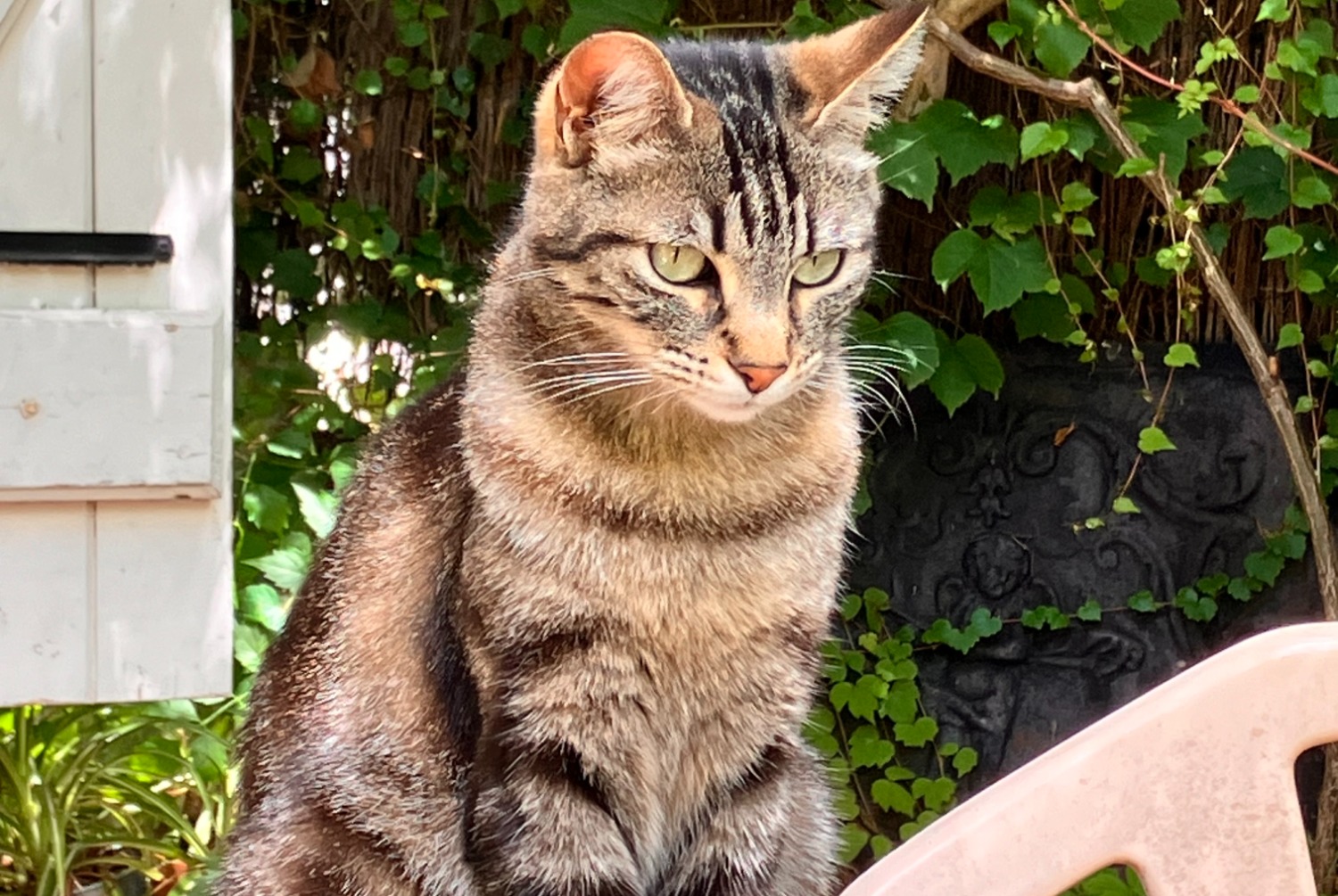 Alerta de Desaparición Gato Hembra , 3 años Lacroix-Falgarde Francia