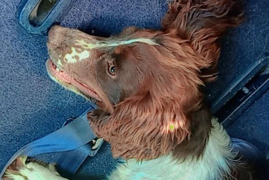 Alerta de Desaparición Perro  Hembra , 2 años La Bouëxière Francia