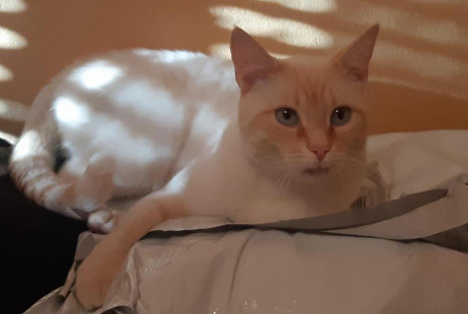 Alerte Disparition Chat  Mâle , 2 ans Loudun France