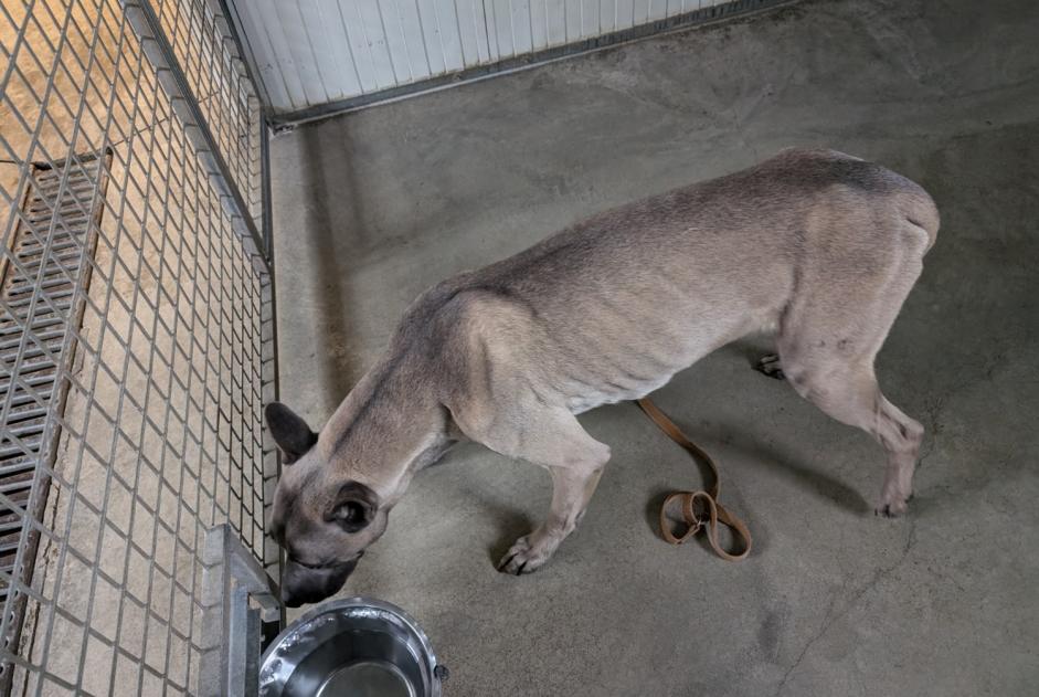 Alerte Découverte Chien croisement Mâle Brielles France