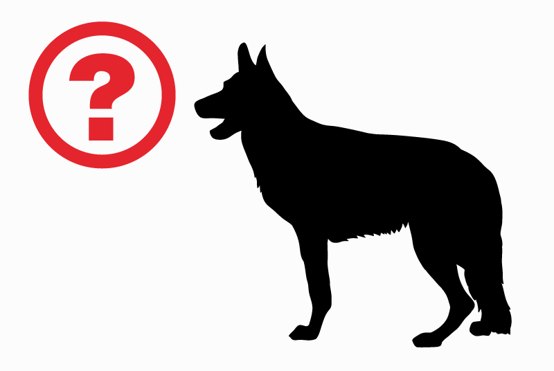 Ontdekkingsalarm Hond rassenvermenging Mannetje Servance-Miellin Frankrijk