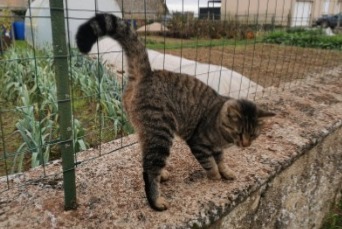 Avviso Ritrovamento Gatto Non conosciuta Villemaury Francia