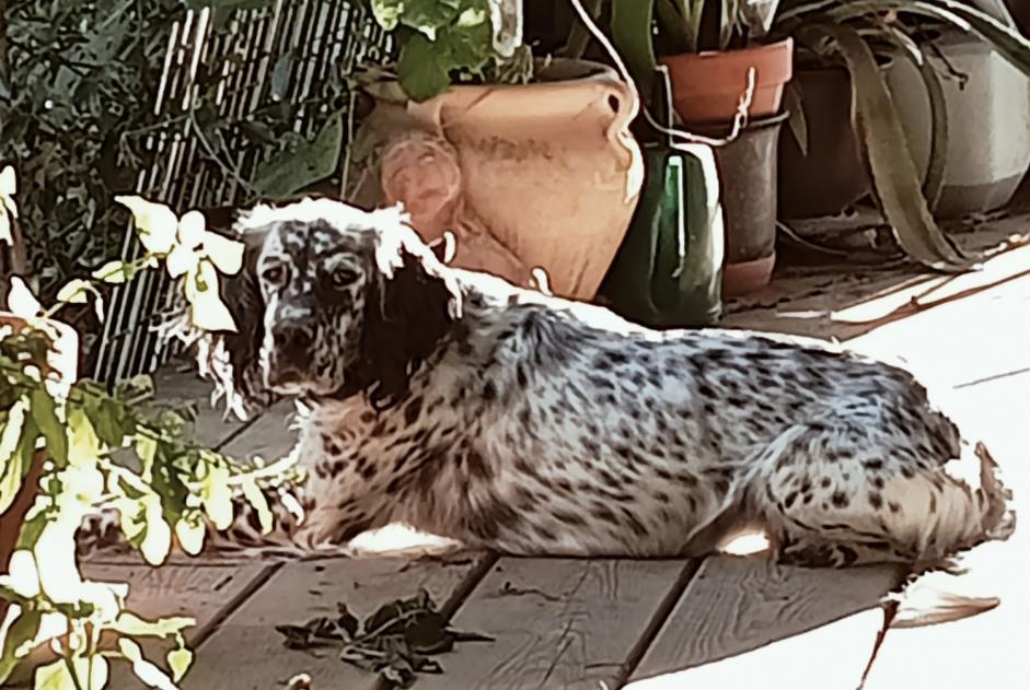 Verdwijningsalarm Hond  Vrouwtje , 4 jaar Vic-Fezensac Frankrijk