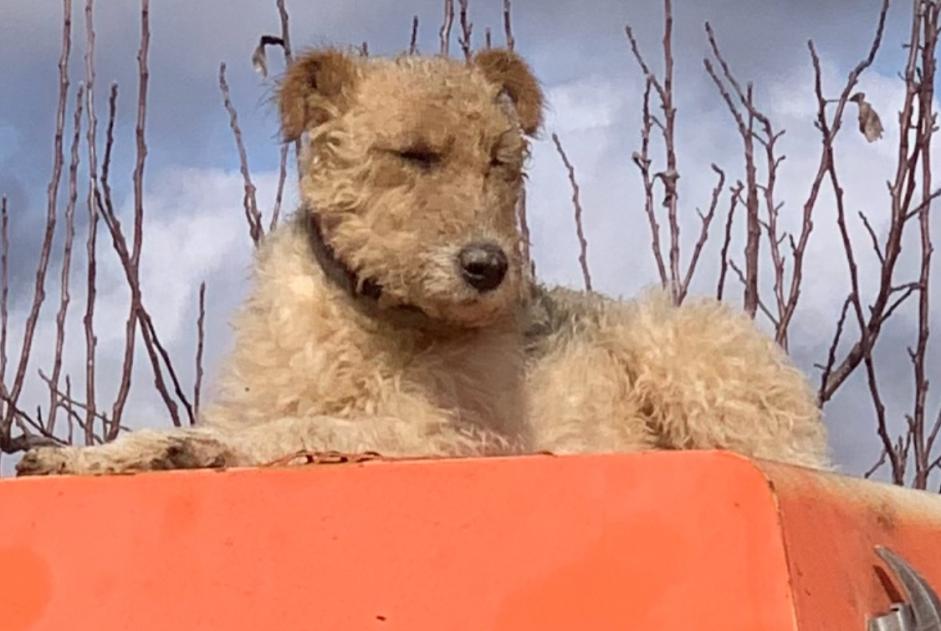 Verdwijningsalarm Hond  Mannetje , 3 jaar Gondrin Frankrijk