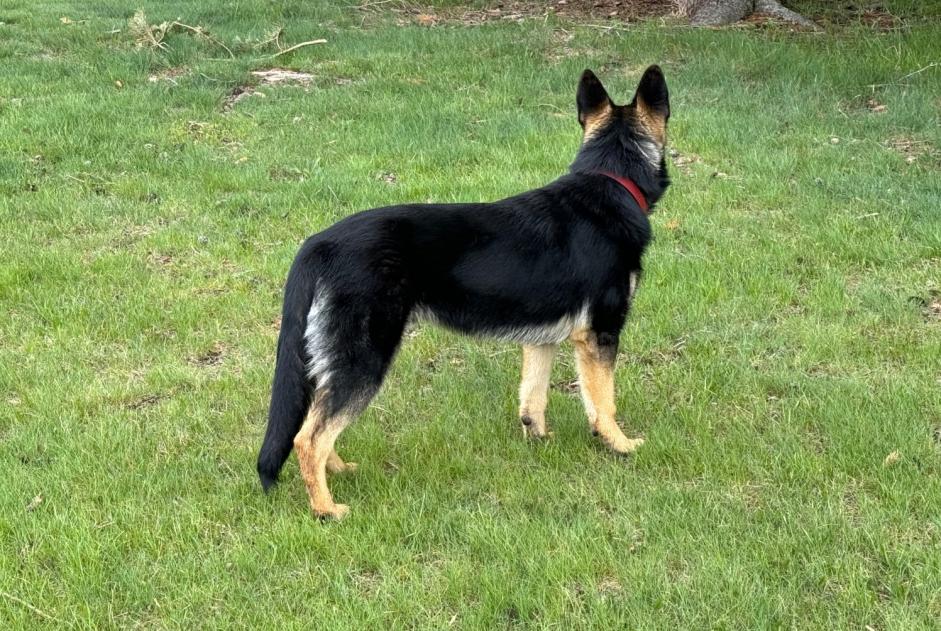 Verdwijningsalarm Hond  Mannetje , 1 jaar Cepet Frankrijk