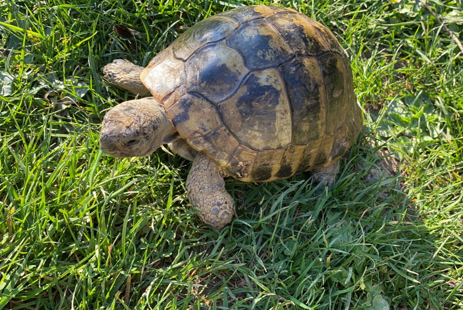 Verdwijningsalarm Schildpad Mannetje , 2025 jaar Cesson-Sévigné Frankrijk